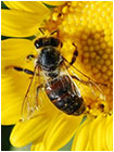 Товары для пчеловодства на bigstend.ru